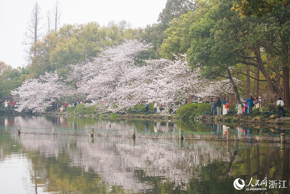 3月24日，杭州西湖风景名胜区曲院风荷景区樱花如云似雪，临湖绽放。人民网 章勇涛摄