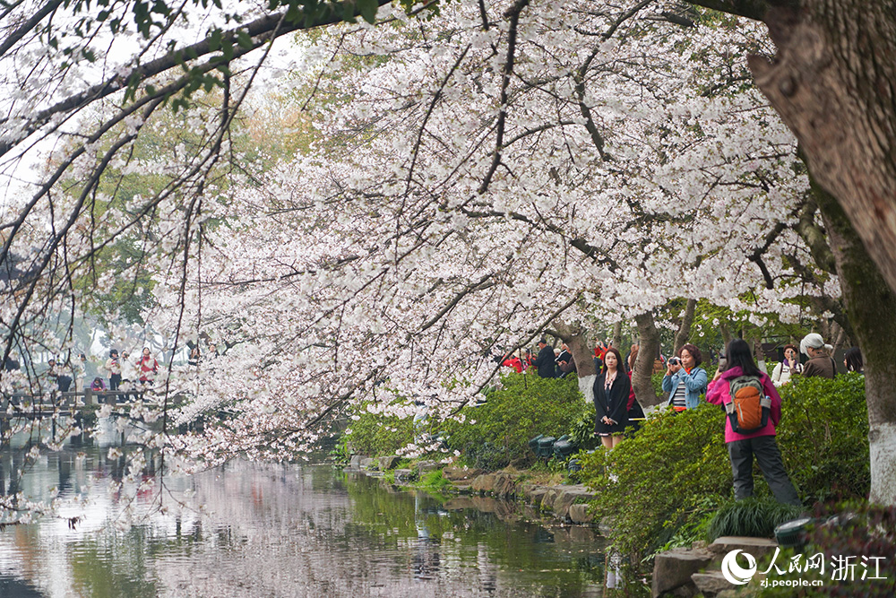 3月24日，杭州西湖风景名胜区曲院风荷景区樱花如云似雪，临湖绽放。人民网 章勇涛摄