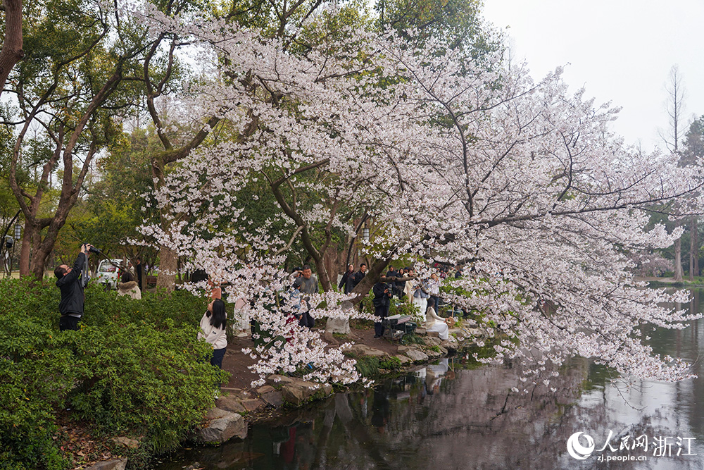 3月24日，杭州西湖风景名胜区曲院风荷景区樱花如云似雪，临湖绽放。人民网 章勇涛摄