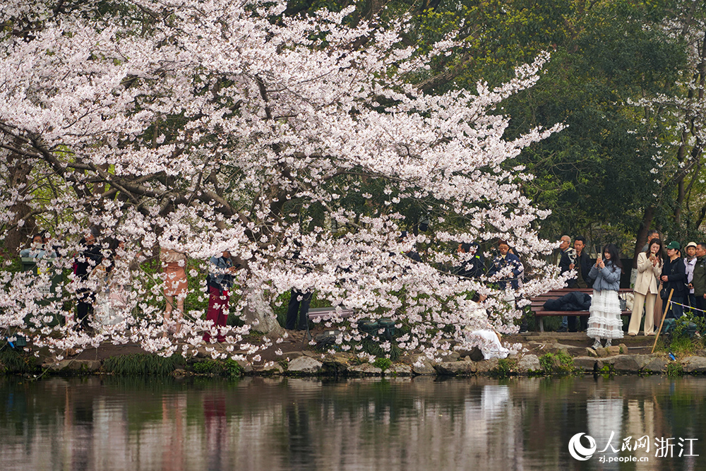 3月24日，杭州西湖风景名胜区曲院风荷景区樱花如云似雪，临湖绽放。人民网 章勇涛摄