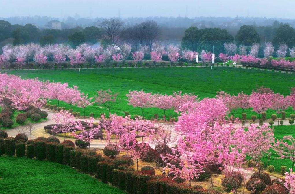 秀洲的櫻花都美成這樣了