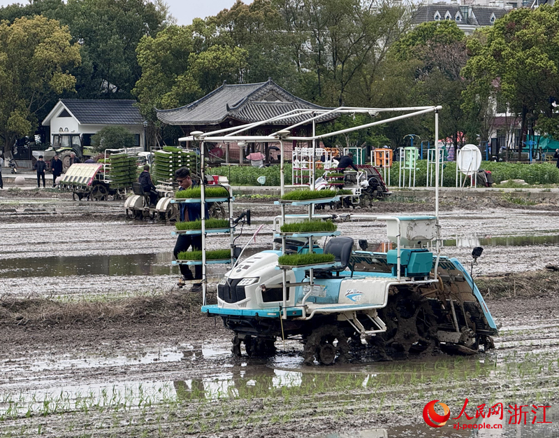 温州乐清虹桥镇白马园粮食生产功能区现场。人民网记者 陈陆洵摄