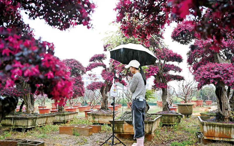 “盆景村”直播拓銷路