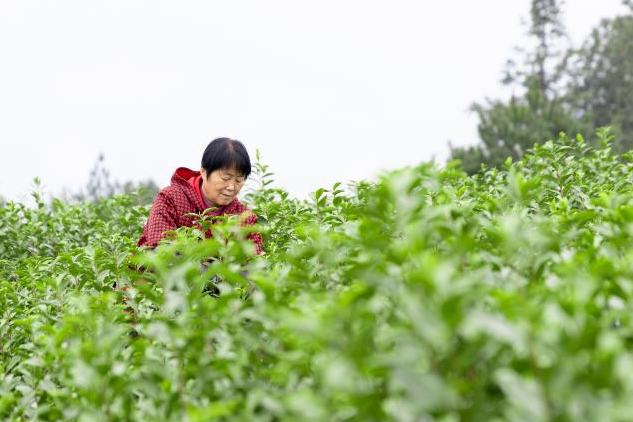 搶 “鮮”一步！文成春茶上市