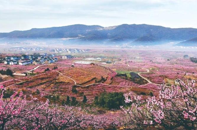 收藏這張“賞花地圖”，接下來的寧海美成了調色盤