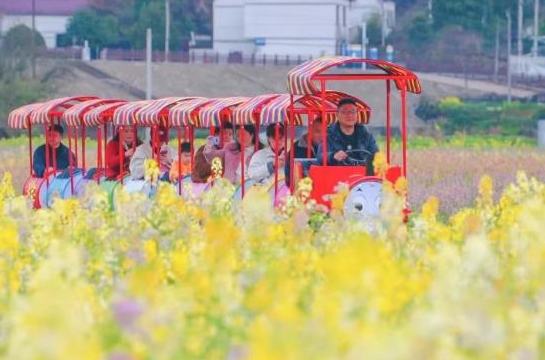 武義這片“彩色花海”，開了
