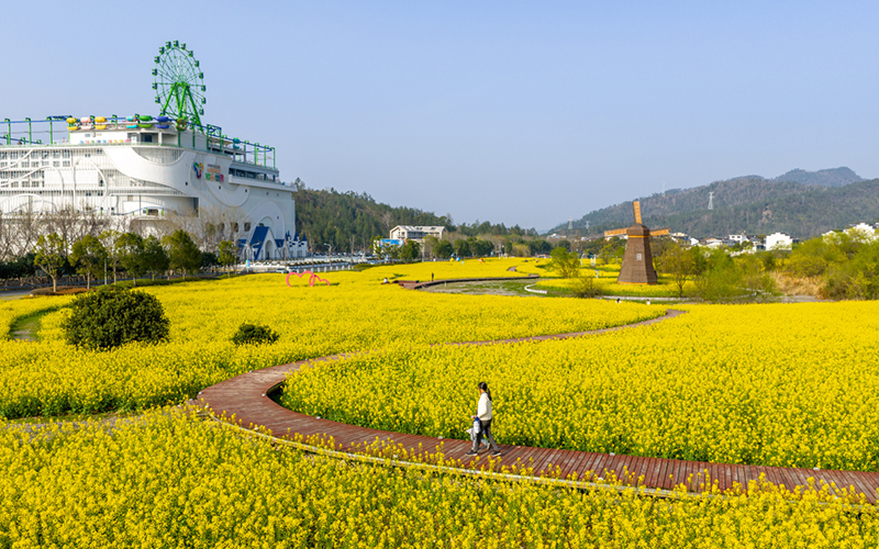 神仙居旅游度假区油菜花海。仙居县委宣传部供图