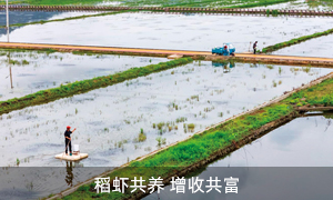稻虾共养 增收共富
