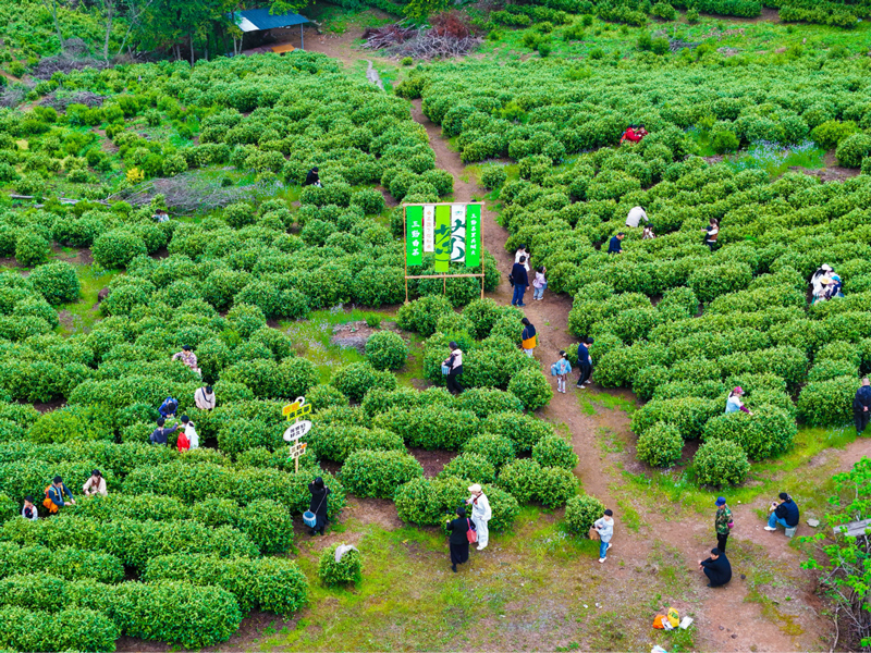 活动采茶现场。盛林伟摄