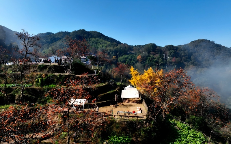 收获季节，东炉村的枝头挂满柿子，在梯田与群山的映衬下，宛如一幅天然画卷。永嘉县融媒体供图