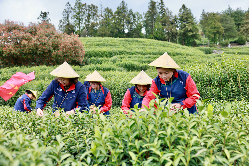 志愿者们在茶园里帮助茶农采摘勾青茶。中国石化浙江公司供图
