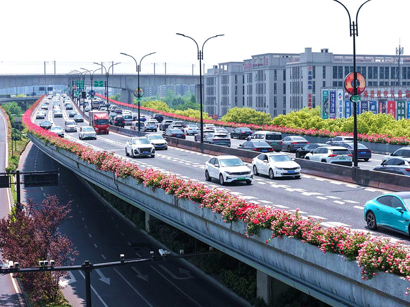 杭州高架月季。杭州市综合行政执法局供图