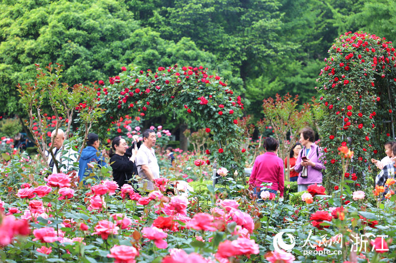 月季花展活动。人民网记者 方彭依梦摄