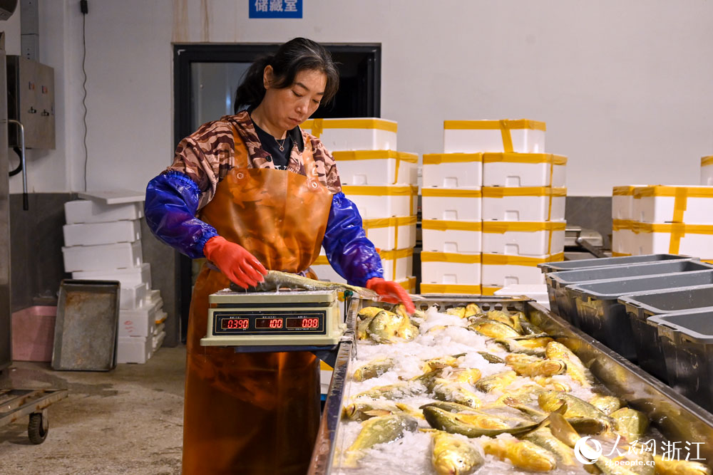 分揀車間內，工人正忙著對大黃魚進行分揀、裝箱。人民網記者 葉賓得攝