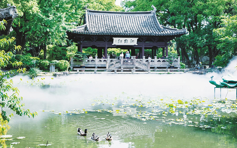 荷风送夏