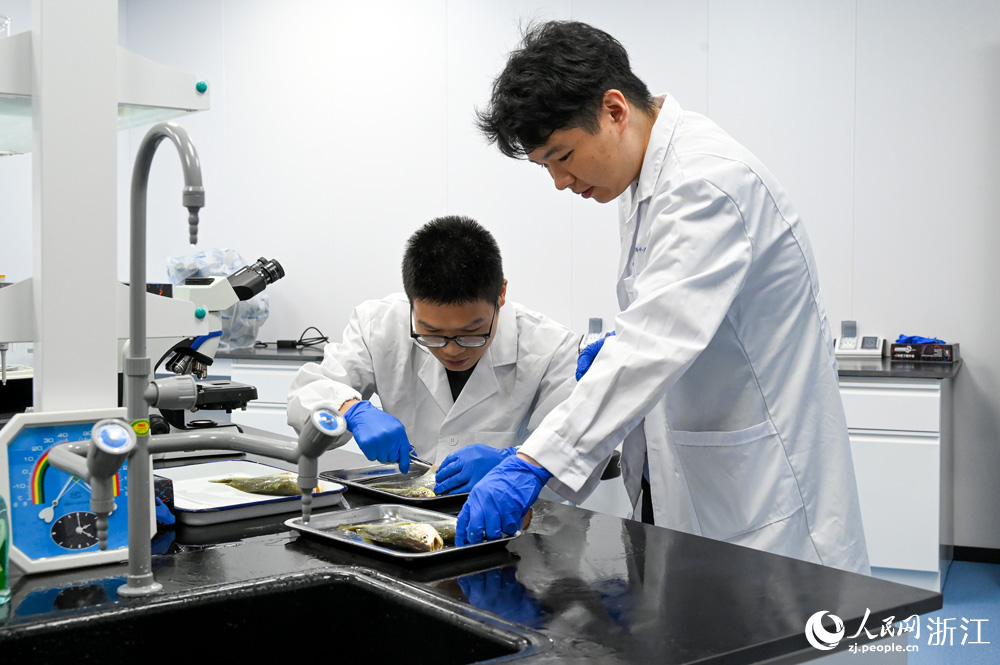 南麂海洋科技中心的实验室内，科研人员正在进行大黄鱼疾病检测。人民网记者 叶宾得摄