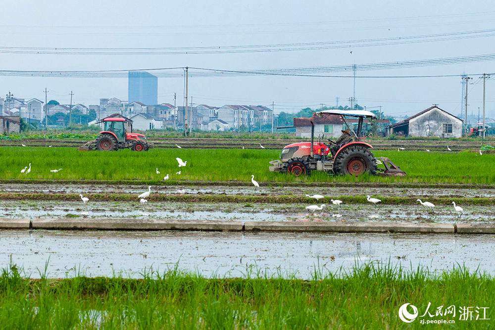 5月28日，在浙江省嵊州市甘霖镇一处高标准农田内一派繁忙夏种景象。人民网 章勇涛摄