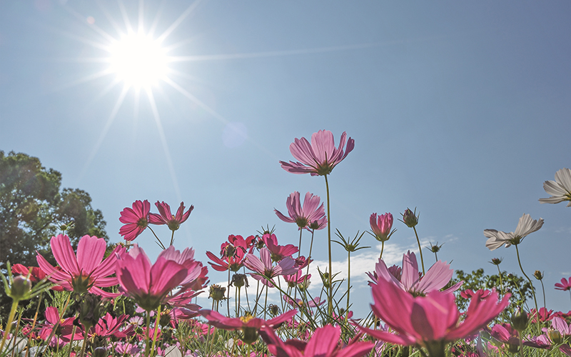 夏日驕陽下 花開正當時