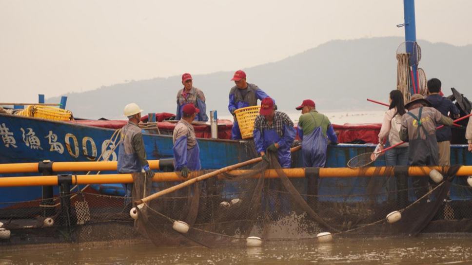 当地渔民正在捕捞温州大黄鱼。人民网 章勇涛摄