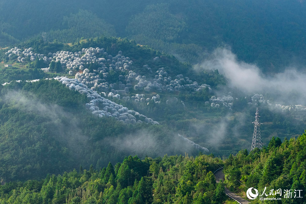 在浙江省台州市黄岩区富山乡，高山东魁杨梅果园采用罗幔生态栽培。人民网 章勇涛摄