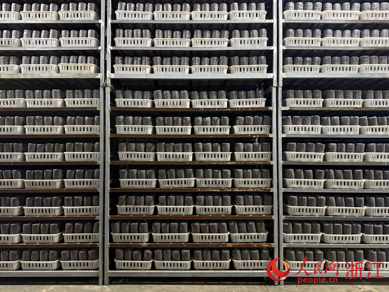 养菌中心里，一排排菌棒码得整整齐齐。人民网记者 方彭依梦摄