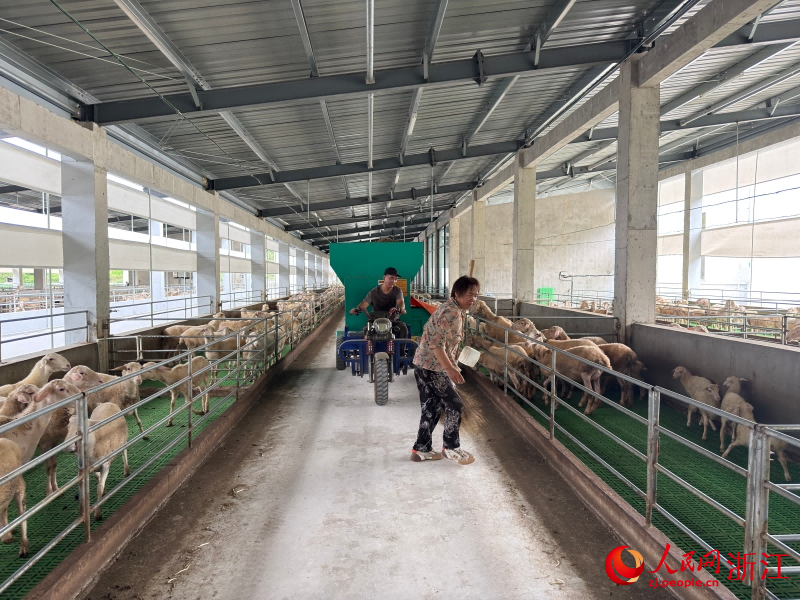 王建新驾驶着草料饲喂机给湖羊喂料。人民网 程欣摄