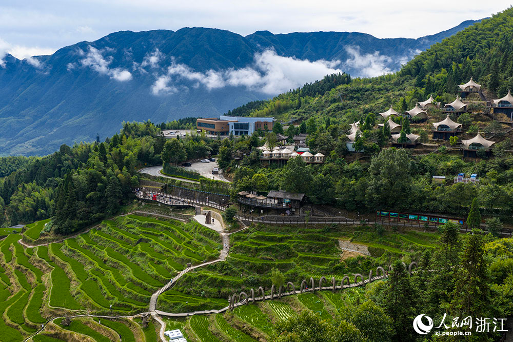 7月29日，浙江省丽水市云和梯田景区满目葱茏，层层绿浪随山势起伏。人民网 章勇涛摄