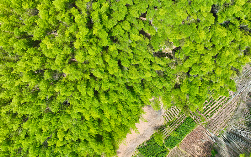 高效竹林培育基地。遂昌县委宣传部供图