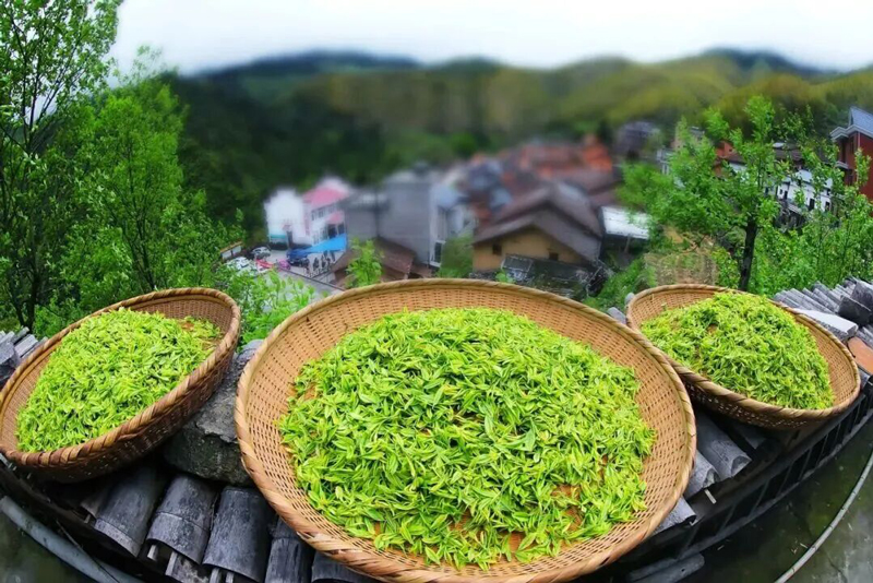 三井毛峰。丽水文广旅体局供图