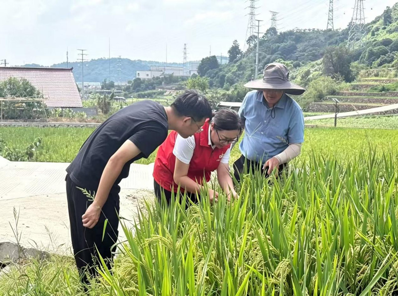 人保财险员工联合当地农技推广中心一行赴田间地头开展风险防控工作。浙江人保财险供图