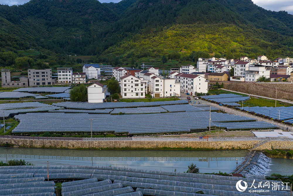 在浙江省丽水市缙云县双溪口乡葡萄基地，成片的大棚，与青山民居、道路河流交相辉映，绘就一幅美丽乡村画卷。人民网 章勇涛摄