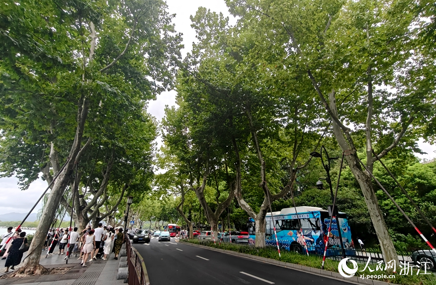 北山街行道树完成加固，抗风能力得到增强。人民网记者 张丽玮摄