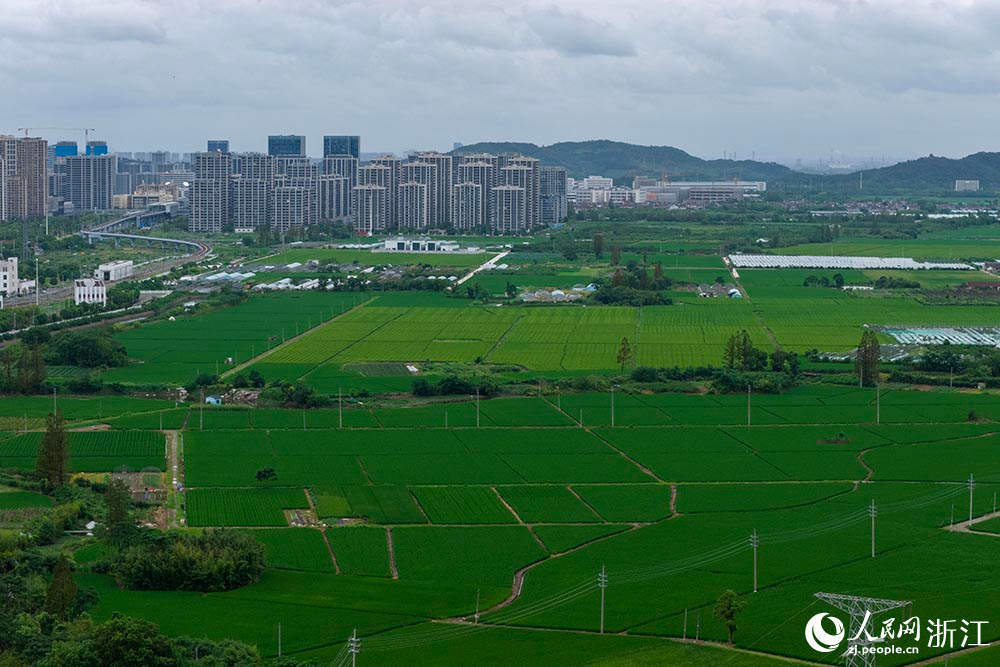 浙江省宁波市奉化区一处农田里，连片水稻青绿泛黄，稻穗日渐饱满。人民网 章勇涛摄