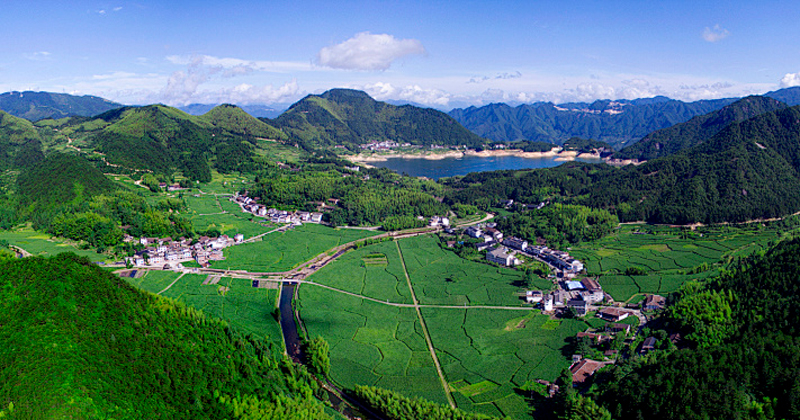 景南乡高山冷水茭白基地。景宁县委宣传部供图