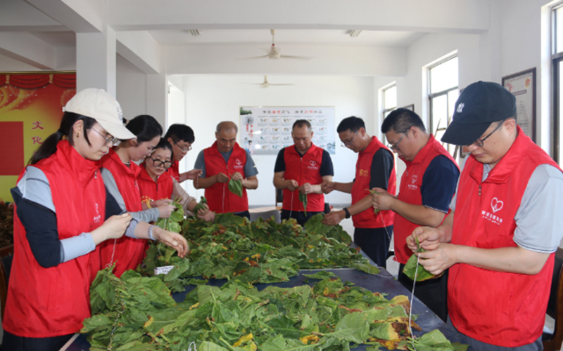 “香溢”志愿突击队将台风天过后抢收的烟叶逐一穿起，方便后续晾晒。绍兴烟草供图
