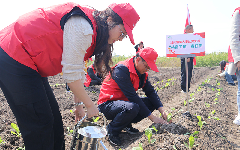 党员在认领“共富工坊”责任田开展志愿服务。绍兴烟草供图