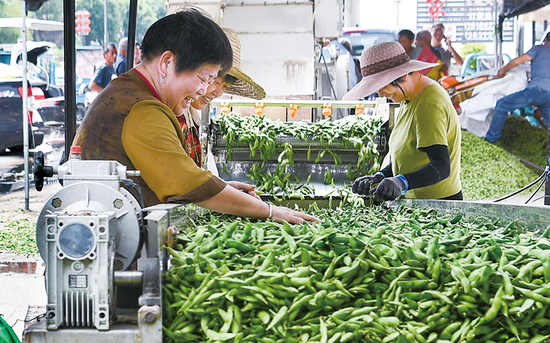 高山毛豆助农增收