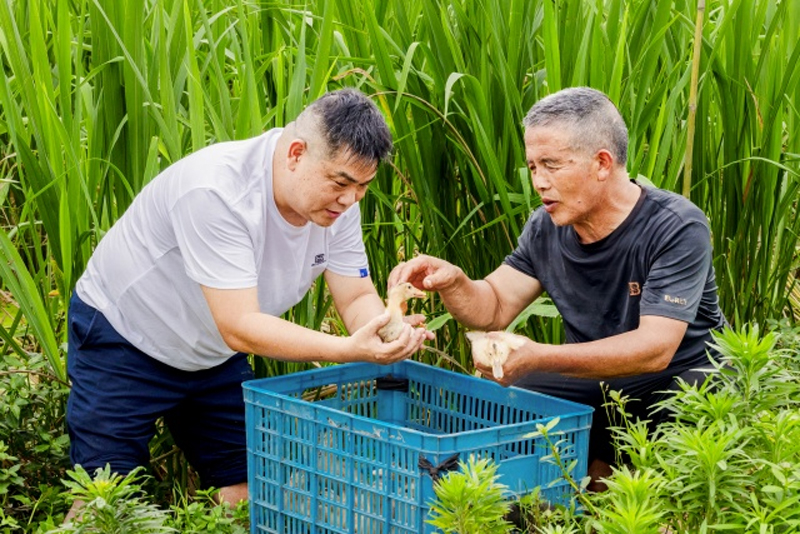 樓俊濤（左）與村民在茭白田查看鴨苗情況。夏浩堅攝