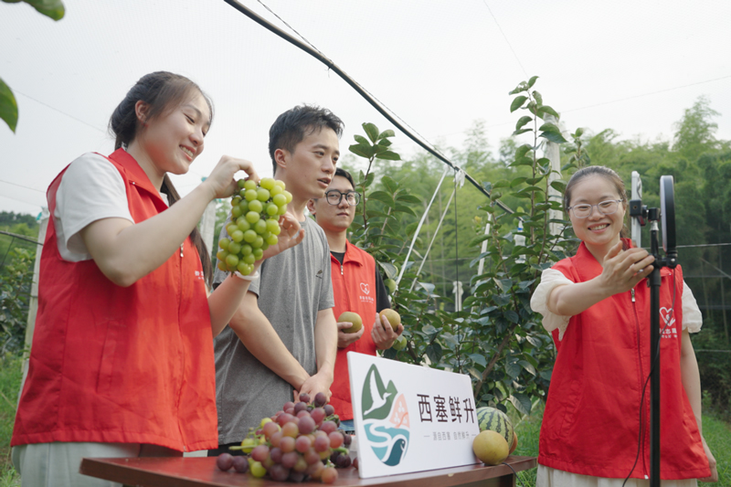 “香溢助農·西塞鮮升”直播間在果園開播。林明豪攝