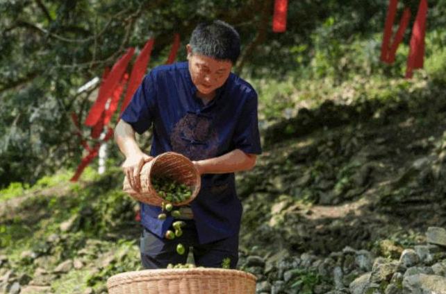 “金果子”开摘！2026年柯桥香榧采摘季正式启幕