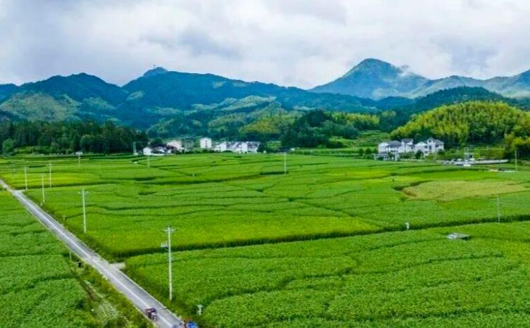 景宁：小茭白“茭”出致富路 土特产撑起大产业