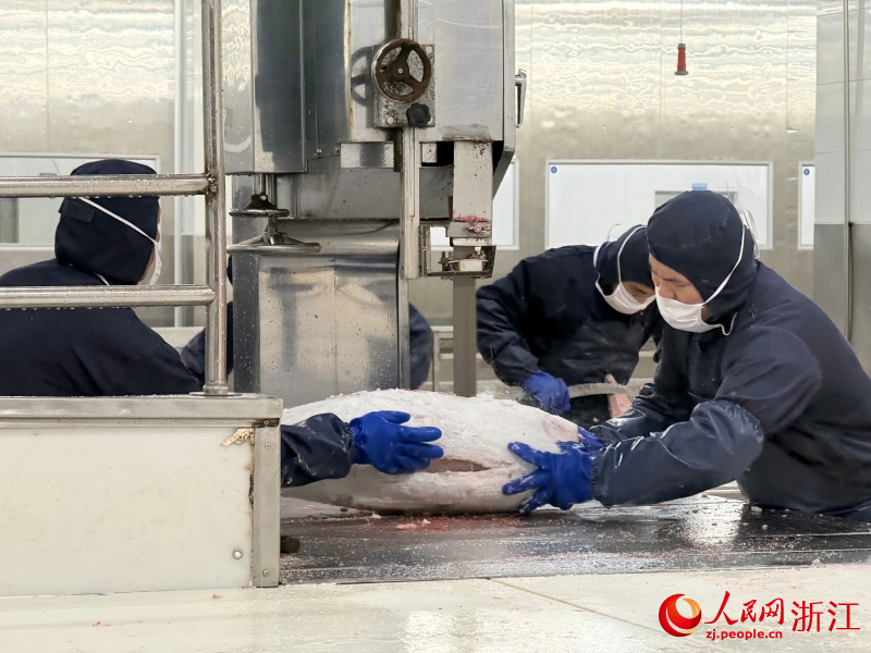 工人正在超低溫加工廠對金槍魚進行切割。人民網 程欣攝