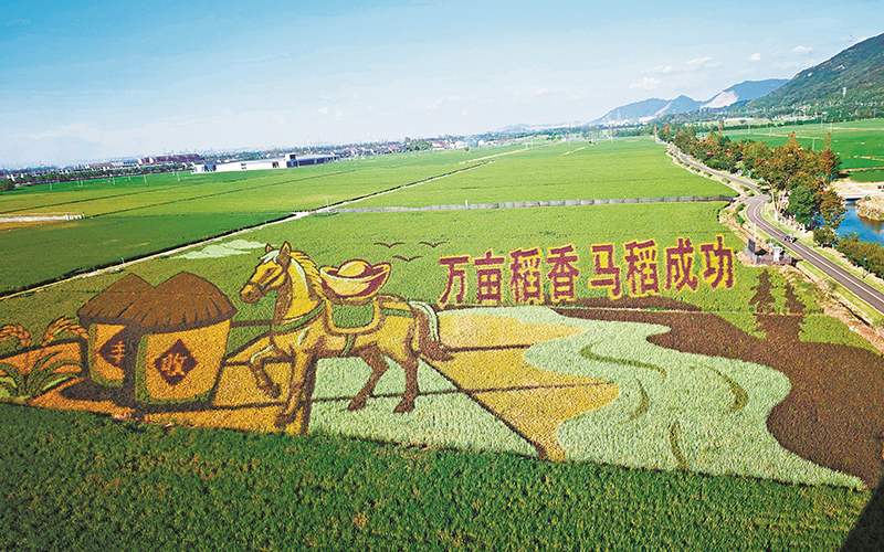 马“稻”成功