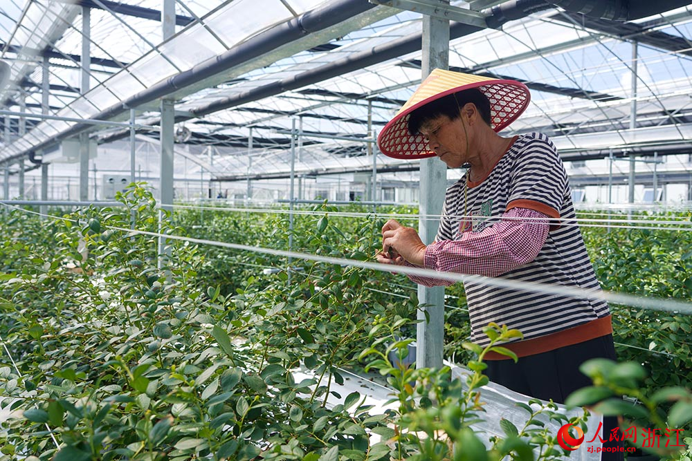 10月9日，浙江省台州市黄岩区一处现代化蓝莓种植基地，工人在进行蓝莓养护作业。人民网 章勇涛摄