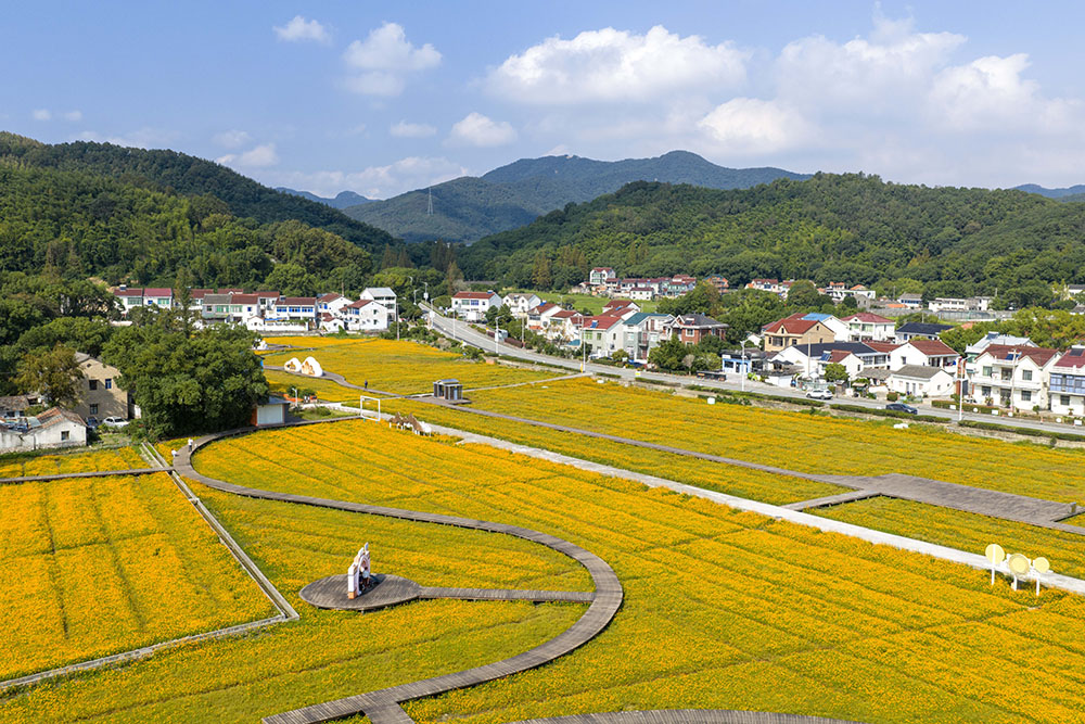 10月10日，寧波市鎮海區九龍湖鎮九龍湖村孟家花海。人民網 章勇濤攝