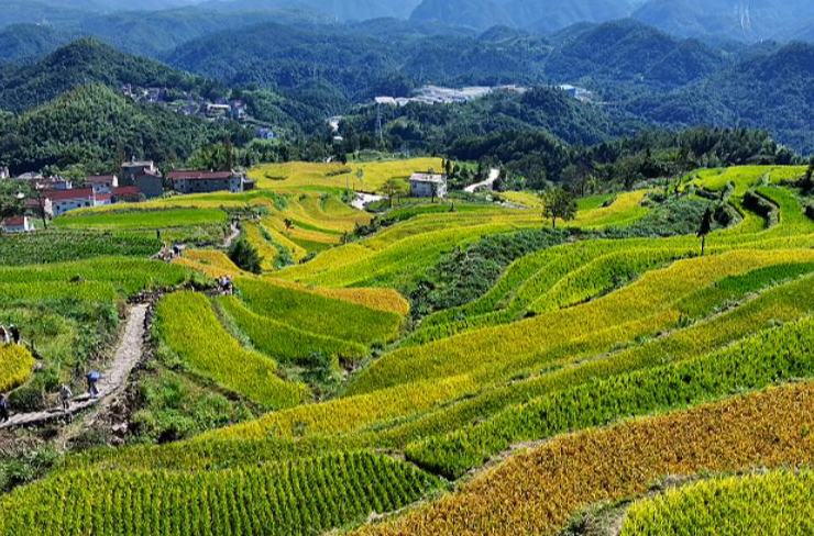 最佳观赏期！天台这里“金闪闪”