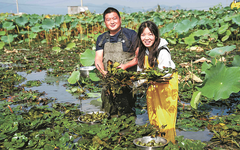 菱香满田
