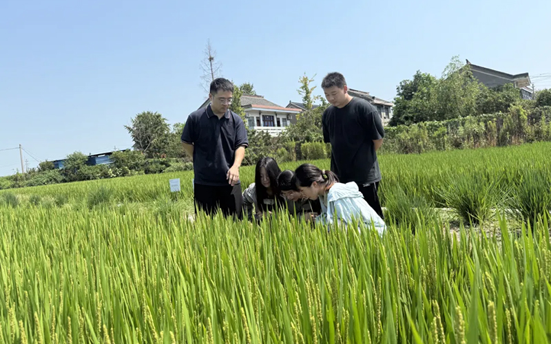 师生在试验田驻点观测。浙江水利水电学院供图