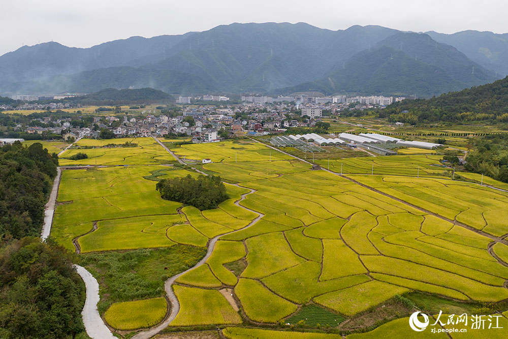 宁波市宁海县前童镇，稻浪与远山、乡村构成一幅色彩浓郁的田园画卷。人民网 章勇涛摄