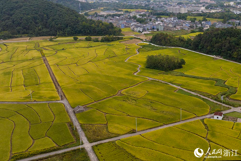 宁波市宁海县前童镇，稻浪与远山、乡村构成一幅色彩浓郁的田园画卷。人民网 章勇涛摄